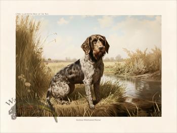 CFA Dog German Wirehaired Pointer